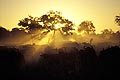 Herd of African Buffaloes in dust at sunset