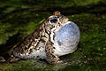 Crapaud calamite en plein chant d'amour au printemps.