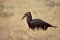 Southern Ground Hornbill hunting snakes in the long grass