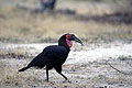 Southern Ground Hornbill catching a frog