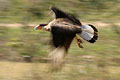 Caracara hupp en vol