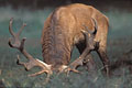 Red Deer Stag