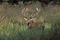 Red Deer Stag in wetland near a pond