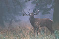 Red Deer Stag - Mating Call in the mist