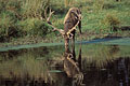 Red Deer Stag / Drinking in forest pond