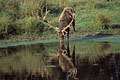 Cerf laphe en train de boire  un tang forestier