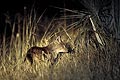 Side  Striped Jackal, hunting by night