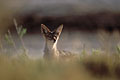 Black-backed Jackal