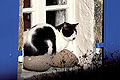 Ouessant Cat looking for the sun in winter