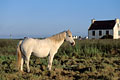 Horse in the field. June