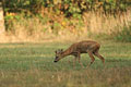 Roe Deer, grazing at the edge of a small forest