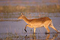 Cobe Lechwe (femelle) dans les marais de l'Okavango