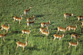 Herd of Lechwes / Okavango from above