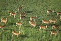 Troupeau de Cobes lechwe / Okavango vue du ciel