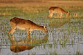 Cobes Lechwe (femelles) dans les marais de l'Okavango