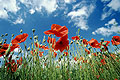 Common Poppies, view from beneath