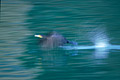 Great Cormorant. Taking-Off