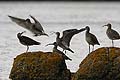 Whimbrels