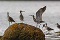 Whimbrels. Fighting for a safe place while the Tide is rising up