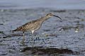 Whimbrel, Feeding on shore, Low Tide