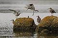 Whimbrels. Fighting.