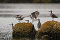 Whimbrel. Fighting