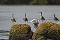 Whimbrels