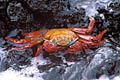 Crabe rouge des laves