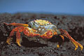 Sally Lightfoot Crab