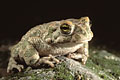 Crapaud vert  (Bufo viridis)