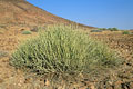 Damarana, autre euphorbe aux toxines mortelles / Damaraland