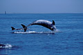 Bottlenose dolphins