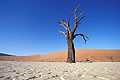 Arbres fossiles de Dead Vlei / Namib-Naukluft National Park