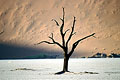 Arbre fossile de Dead Vlei - Namib-Naukluft National Park