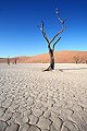 Arbres Fossiles de Dead Vlei - Namib-Naukluft National Park