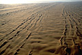 Champ de dunes. Dsert du Namib.