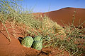 Nara, Desert cucumbers