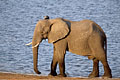 Elephant - Botswana