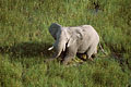 Elphant solitaire dans les marais de l'Okavango. Botswana