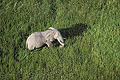 Elphant dans les marais de l'Okavango