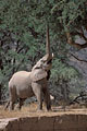 Elphant du dsert / Damaraland