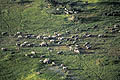 Big herd of elephants in the Okavango Delta