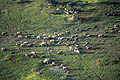 Troupeau d'lphants dans le Delta de l'Okavango