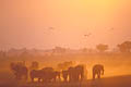 Herd of Elephants in the Caprivi Strip. Celebrating the sunset