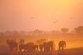 Troupeau d'lphants.  Ils clbrent le coucher du soleil...