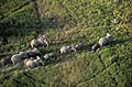 Famille d'lphants dans les prairies marcageuses