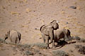 Elphants du dsert dans les dunes du Damaraland