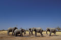 Elephants at an artificial water hole. Savuti / Botswana