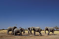 Elphants  un point d'eau artificiel. Savuti / Botswana