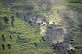Troupeau d'lphants dans le Delta de l'Okavango